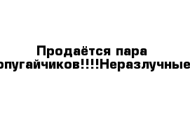 Продаётся пара попугайчиков!!!!Неразлучные!